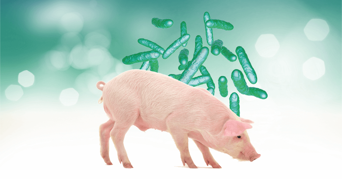 Estudio De La Microbiota Intestinal En Producci N Porcina