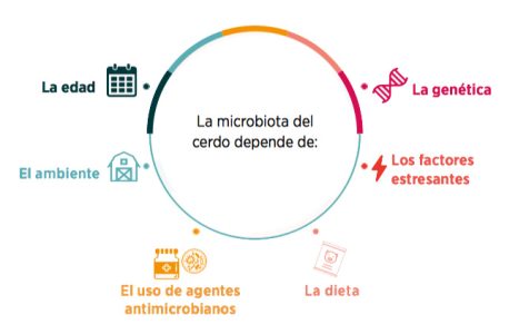 Microbiota E Integridad De La Barrera Intestinal