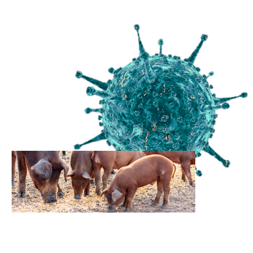 Zoetis - Cómo afrontar un brote de virus PRRS en destete, impacto económico y rentabilidad