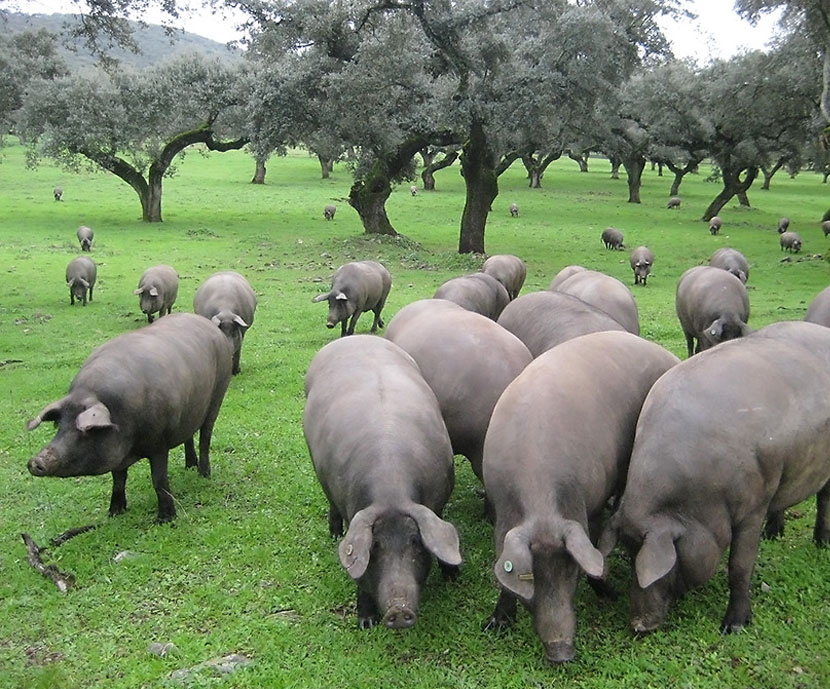 Extremadura propone alternativas que reafirmen la producción del cerdo ibérico...