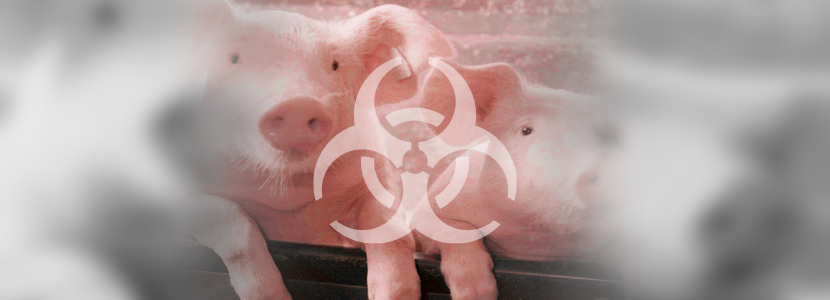Bioseguridad en explotación porcina ¿Se puede medir?