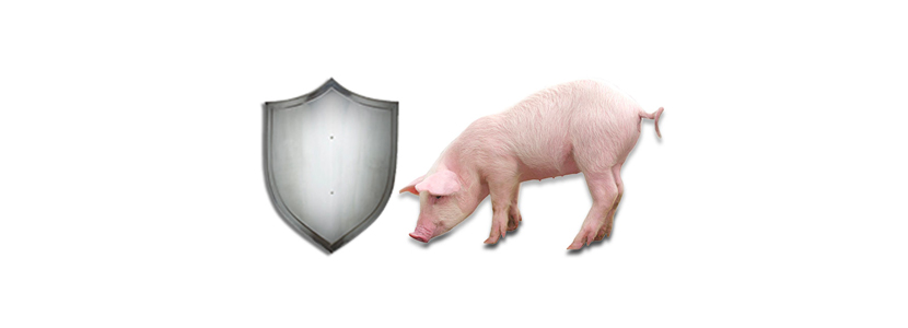 El sistema inmune en porcino: La inmunidad adquirida