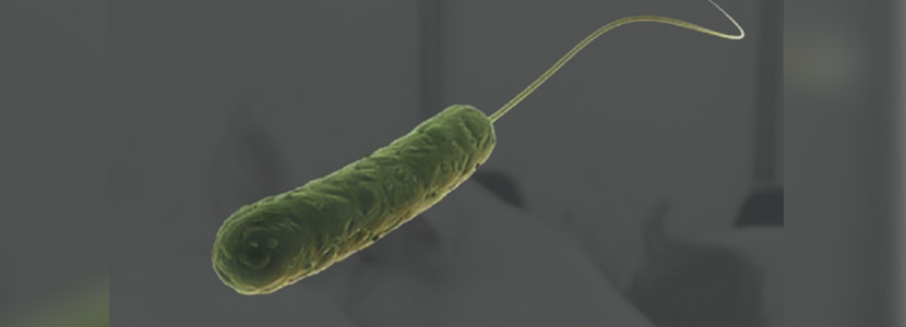 Colibacilosis en destete