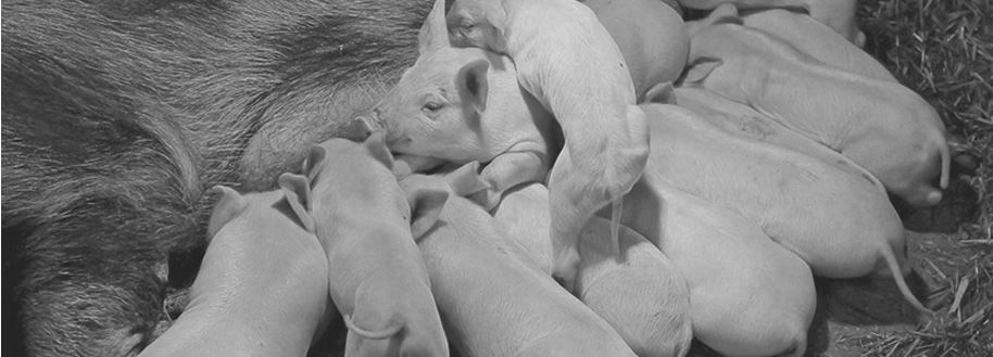 La hiperprolificidad porcina. Selección y control en granja