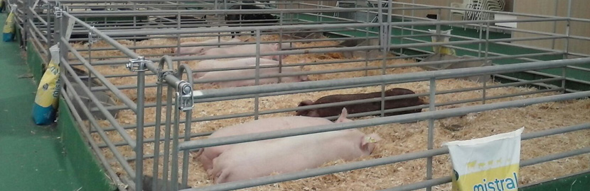 Éxito de participación en las primeras jornadas del SEPOR