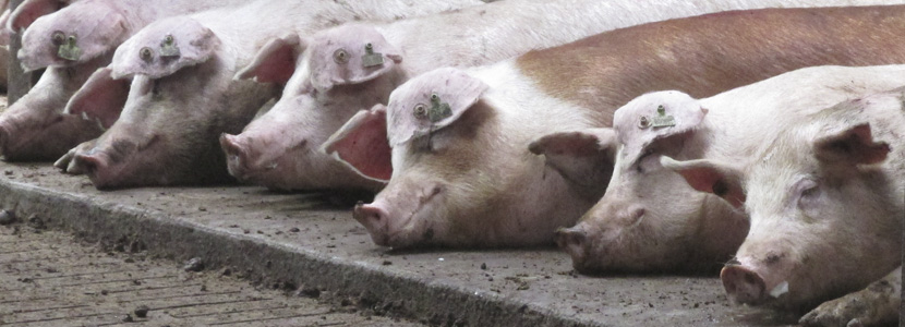 La importancia de la ventilación en la producción porcina