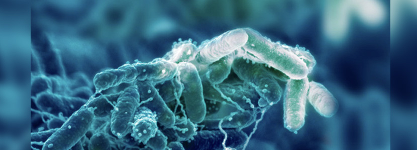 El biofilm, estrategia de supervivencia de los microorganismos