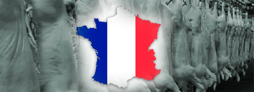 Francia reduce en un 7% sus exportaciones de carne de cerdo
