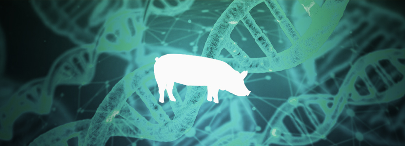 Progreso genético en cerdos