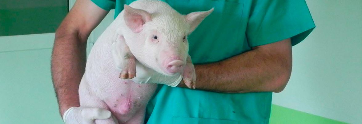 Specipig estrena una web sobre el modelo animal porcino