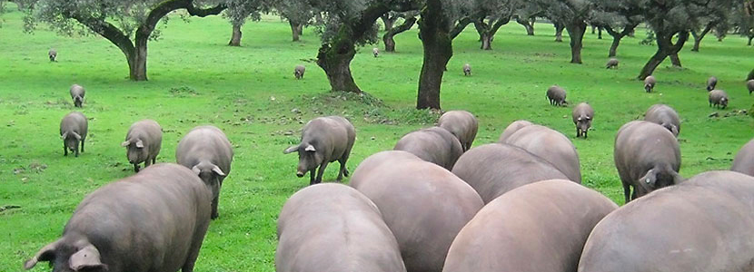 ASICI deﬁende una IGP para el cerdo ibérico para el...