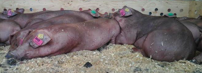 Hypor España importa 150 cerdos de Hypor Kanto de Canadá