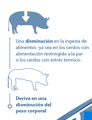 estres-termico-cerdos