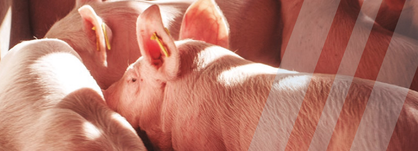 Efectos del estrés térmico en los rendimientos productivos del porcino