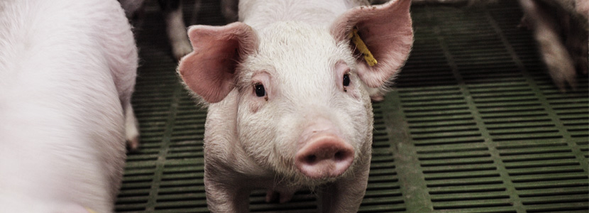 En Dinamarca mostrarán el grado de bienestar animal en la etiqueta