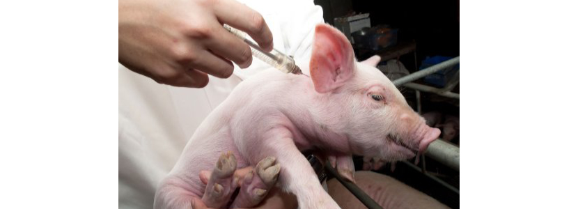 Vacunación contra la ileítis porcina, por Boehringer