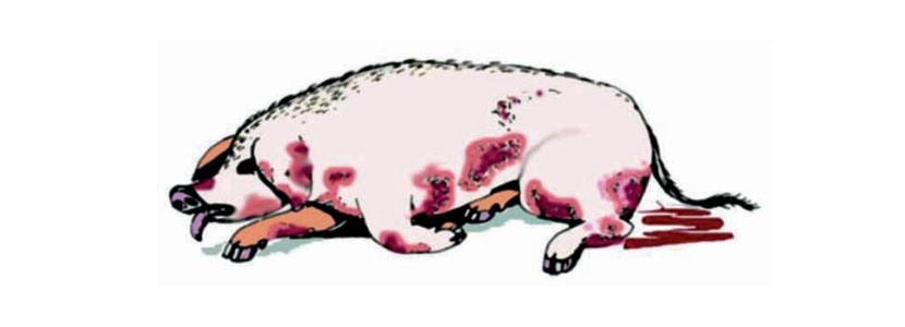 La UE toma medidas contra la peste porcina africana