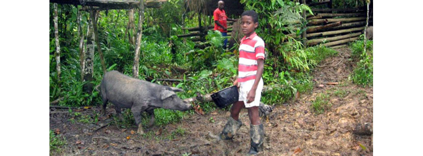 Las razas de cerdos iberoamericanas, en peligro de extinción