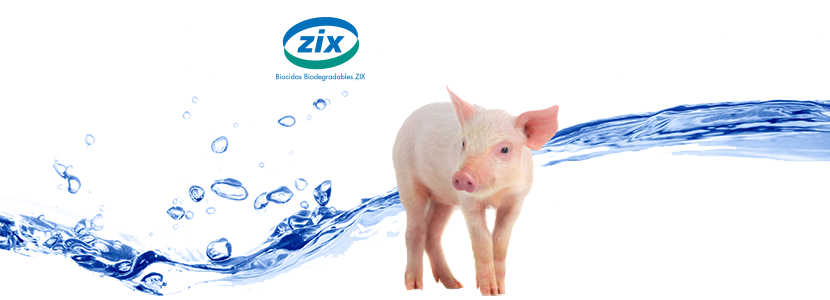 Calidad e higiene del agua de bebida en cerdos