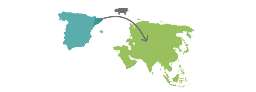 El sector porcino de Cataluña quiere exportar a Asia
