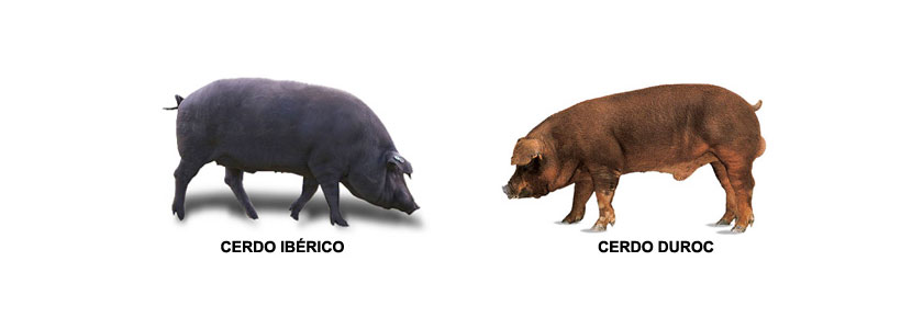Cerdo duroc, la mezcla ideal del ibérico