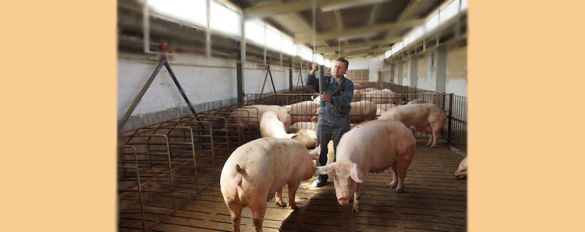 JARC espera que las exportaciones de carne de cerdo a China den estabilidad