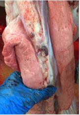 figura8-elanco-mycoplasma-cerdo