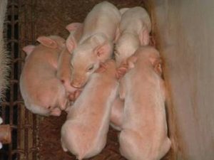lechon-con-frio