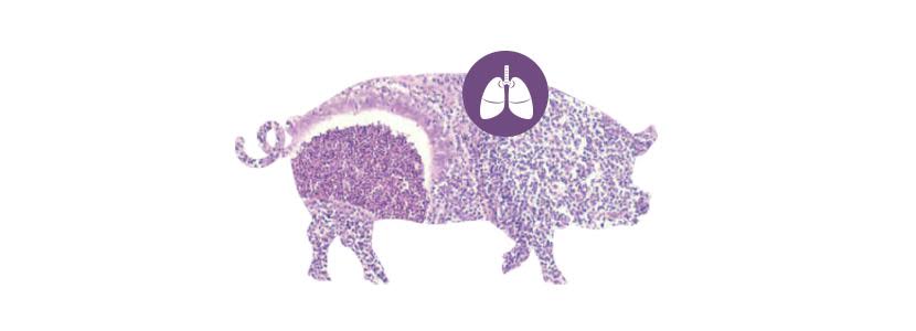 ‘Mycoplasma hyopneumoniae’, valoración de lesiones pulmonares en matadero