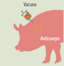 vacunacion-idt