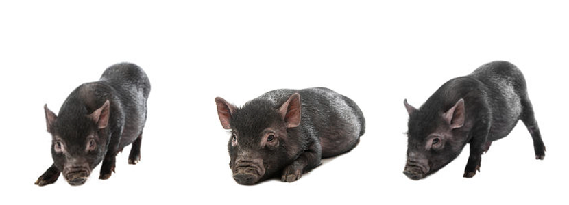Un estudio demuestra que al ser humano le encanta criar cerdos negros