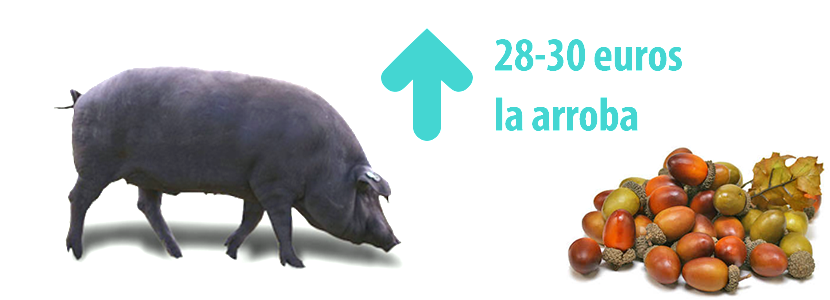 Faltan fincas para el cerdo ibérico