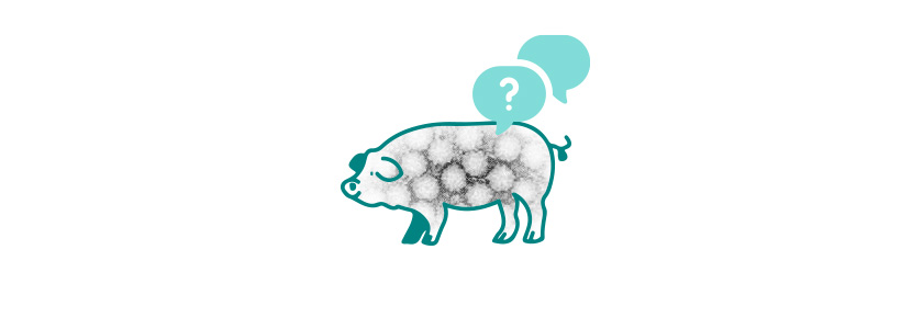 Más de dos mil millones de cerdos protegidos frente al circovirus porcino