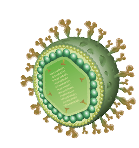 patologia-rotavirus