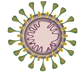 patologia-coronavirus