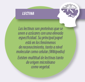 extractos-LECTINA