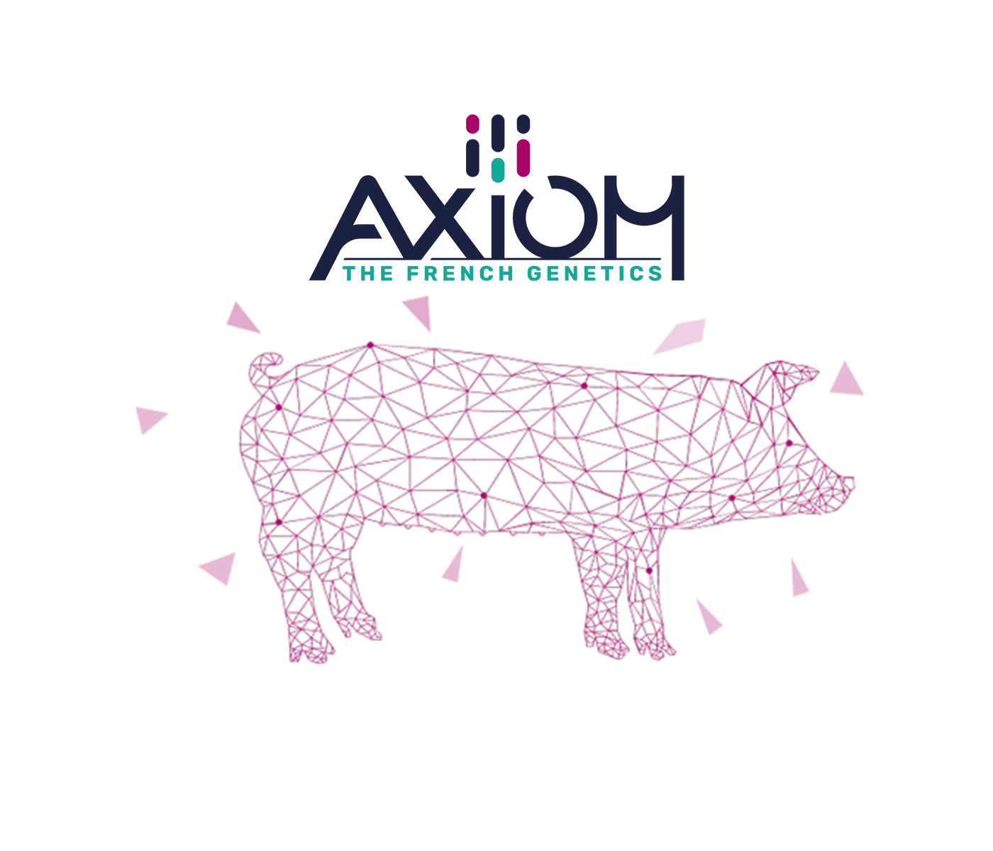 Nace AXIOM INTERNACIONAL, líder francés de la genética porcina, con una dimensión internacional