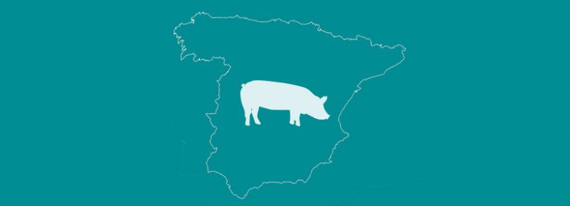 ASICI afirma que la industria necesita más cerdos
