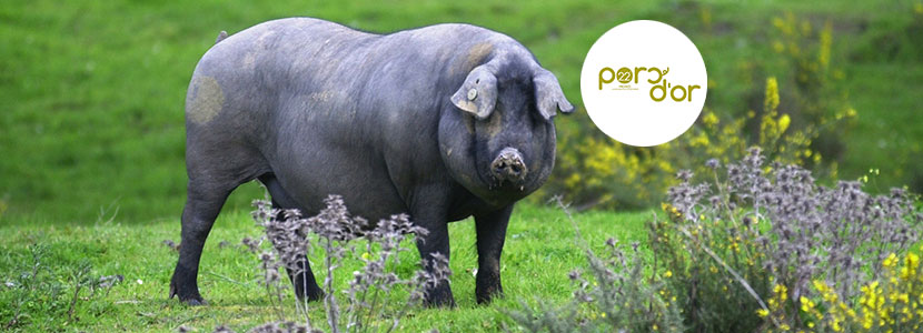 EL IRTA crea los Porc d’Or «Ibérico»