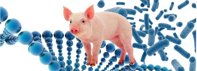 Hypor: investigaciones para identificar la base genética de cerdos resistentes enfermedades