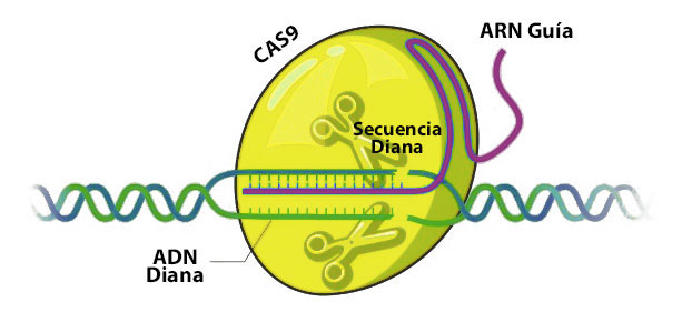 Edición génica con CRISPR/Cas9