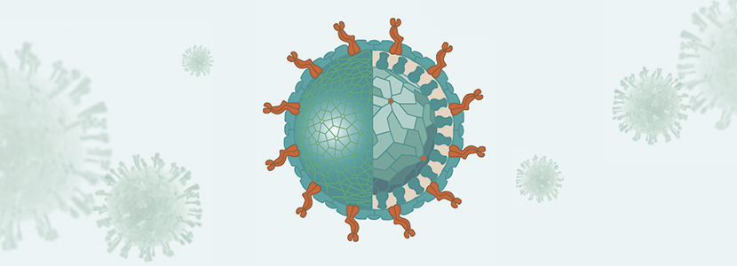 Primer y único kit para detección de antígenos del PEDV, TGE y Rotavirus