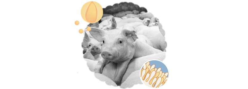 Efecto de DIGEST FAST® sobre la productividad & calidad de la canal en cerdos