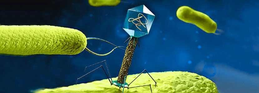 Bacteriófagos – ¿una alternativa a los antibióticos?