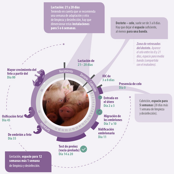 ciclo reproductivo de la reproductora