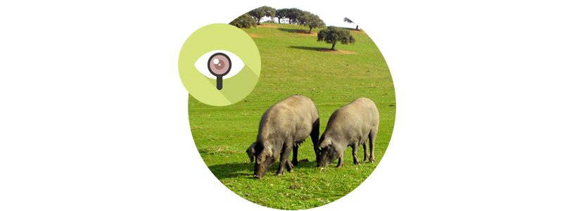 Avalada la inspección visual para la certificación del cerdo ibérico