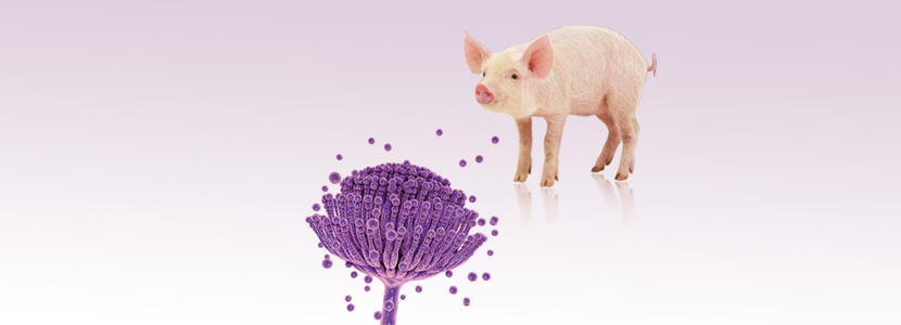 Las micotoxinas & sus efectos en la salud del porcino
