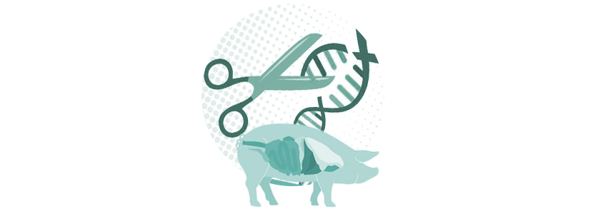Cerdos libres de retrovirus endógenos gracias a CRISPR-Cas9