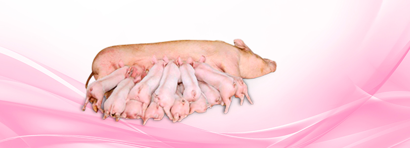 MCREBEL hiperprolifica