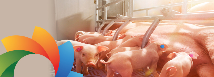 A la vanguardia en explotaciones porcinas de madres reproductoras